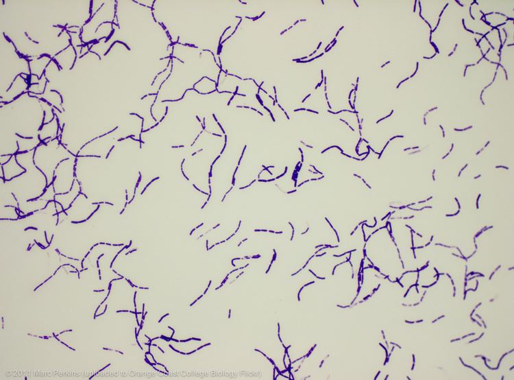 A slide of gram-stained Bacillus megaterium seen at approximately 400x magnification