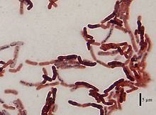 Bacillus megaterium cells stained with Sudan Black B and safranin