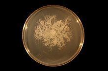 Bacillus mycoides httpsuploadwikimediaorgwikipediacommonsthu