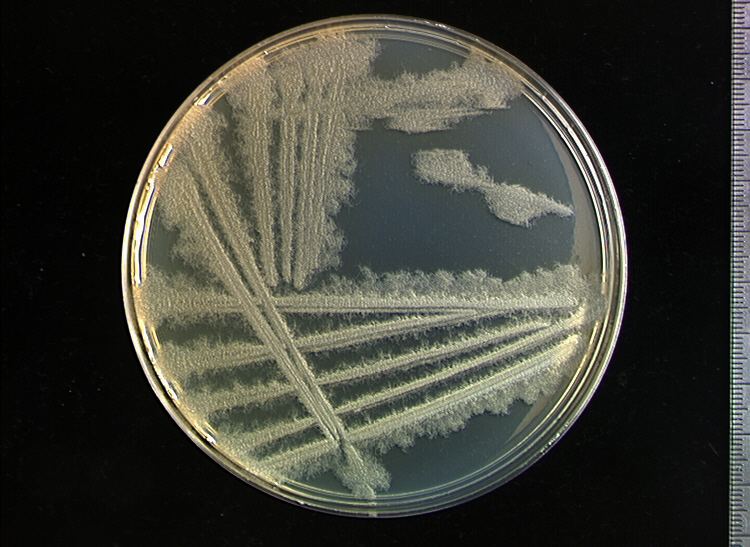 Bacillus mycoides Miniatlas mikroorganism
