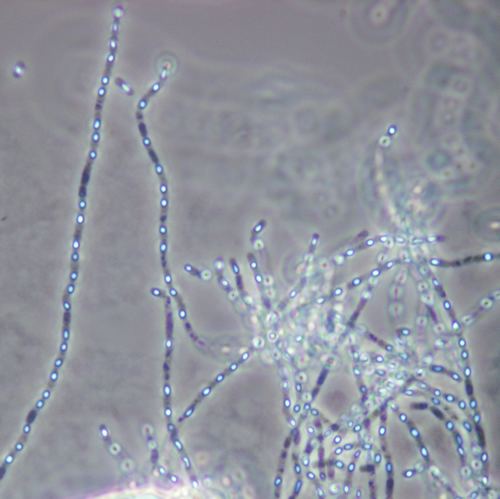 Bacillus mycoides BACILLUS MYCOIDES