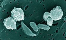 Bacillus odysseyi httpsuploadwikimediaorgwikipediacommonsthu