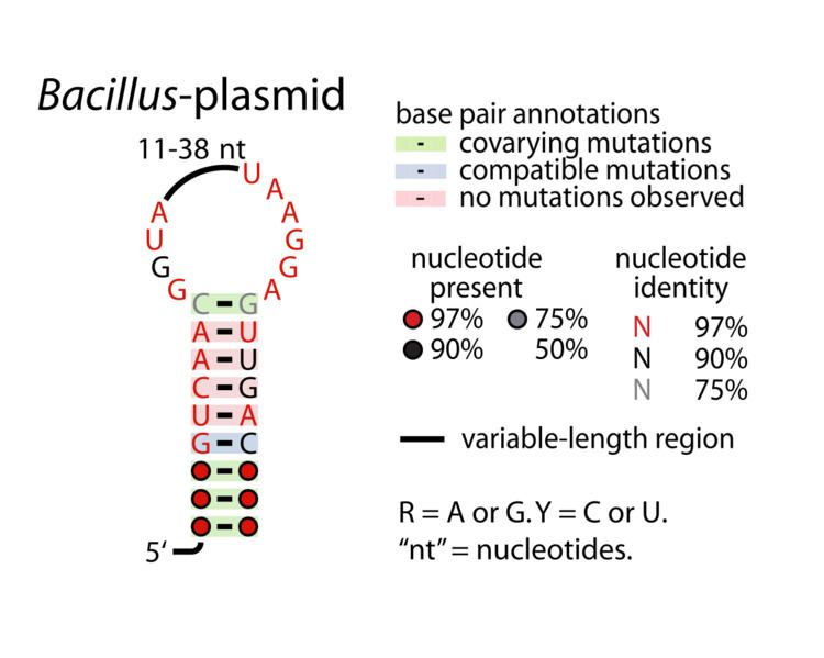 Bacillus-plasmid RNA motif