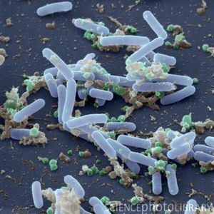 Bacillus pumilus 6 Organisms That Can Survive Travel In The Vacuum Of Space