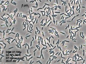 Bacillus pumilus Details DSM27