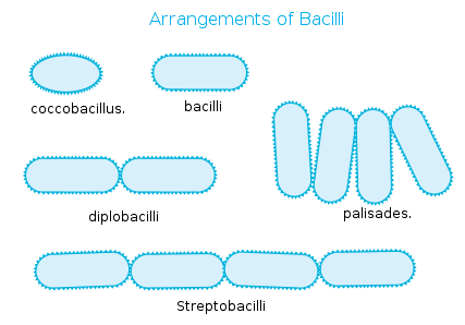 Bacillus (shape) Structure Of Bacteria Part 1 Bacterial Cells FScBiologyChapter 6