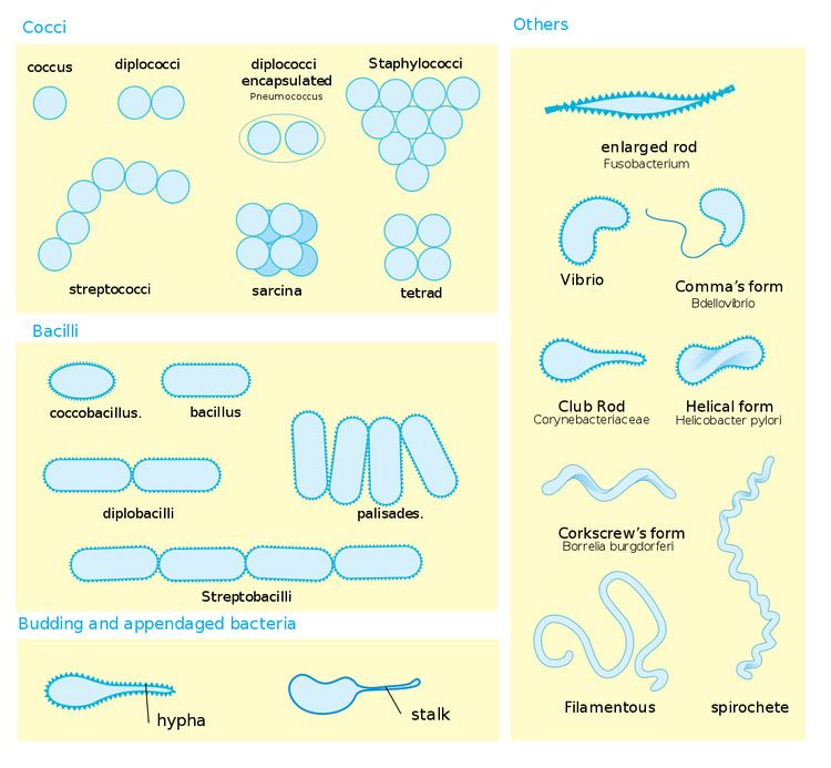 Bacillus (shape) Bacillus shape Wikipedia