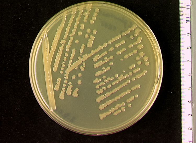 Bacillus sphaericus Miniatlas mikroorganism