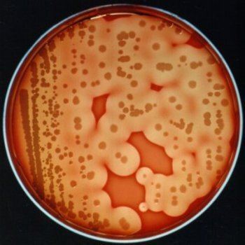 Bacillus sphaericus Bacillus sphaericus