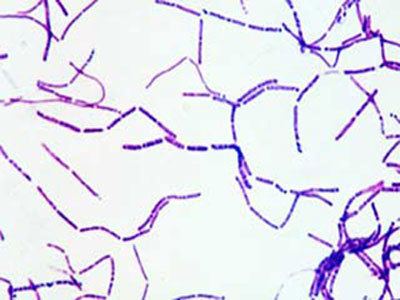 Bacillus subtilis Bacillus subtilis Bacillus subtilis gram stain Pinterest Golf