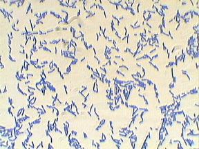 Bacillus subtilis Bacillus