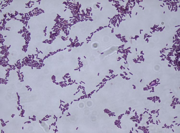 Bacillus subtilis 1000 ideas about Bacillus Subtilis on Pinterest Blood cells
