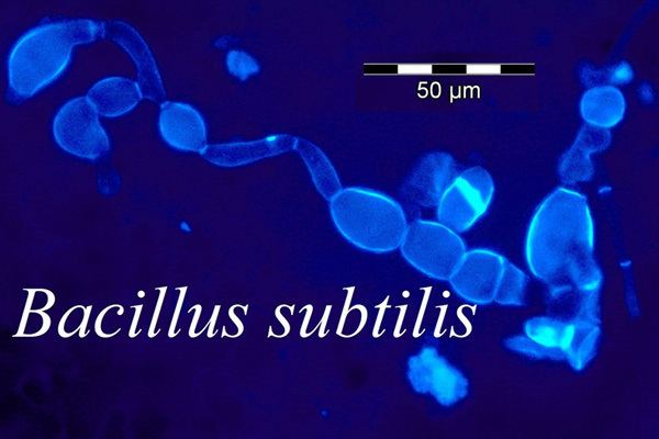 Bacillus subtilis Bacillus subtilis Biocontrol OrganicSoilTechnology