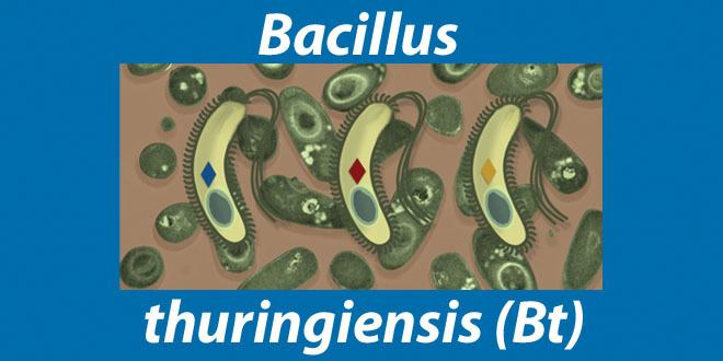 Bacillus thuringiensis Bacillus thuringiensis Bt