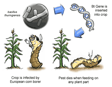 Bacillus thuringiensis B thuringiensis Affects on Agriculture