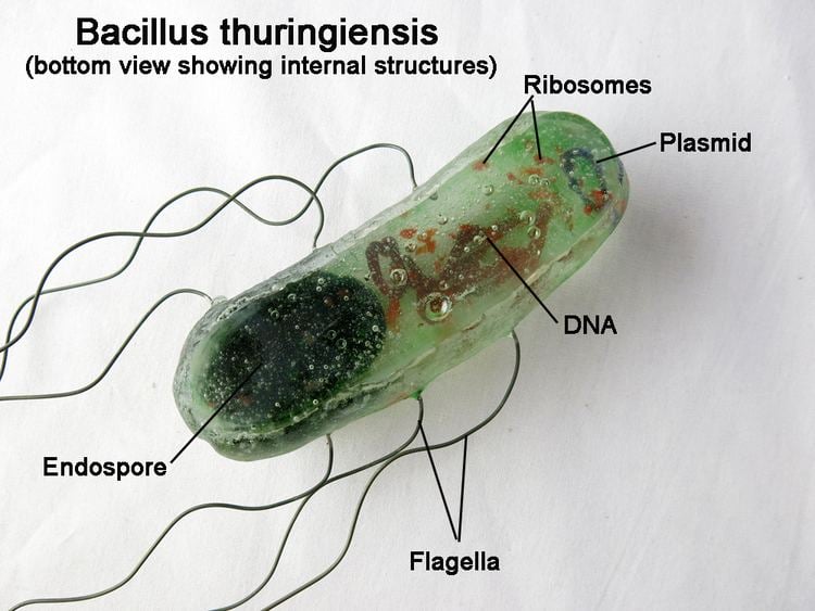 Bacillus thuringiensis Bacillus thuringiensis Paperweight by trilobiteglassworks on DeviantArt