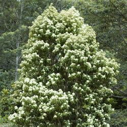 Backhousia Backhousia citriodora Growing Native Plants