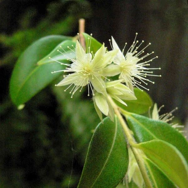 Backhousia Backhousia myrtifolia Noosa39s Native Plants