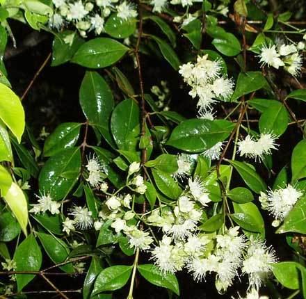 Backhousia Backhousia myrtifolia MYRTACEAE Grey Myrtle