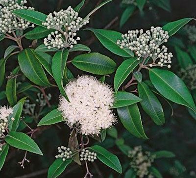 Backhousia Backhousia citriodora MYRTACEAE Lemon ironwood lemon myrtle