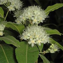 Backhousia Backhousia citriodora Growing Native Plants