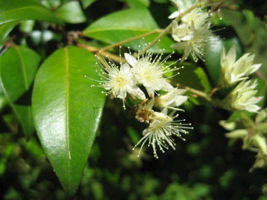 Backhousia myrtifolia CINNAMON MYRTLE Backhousia myrtifolia