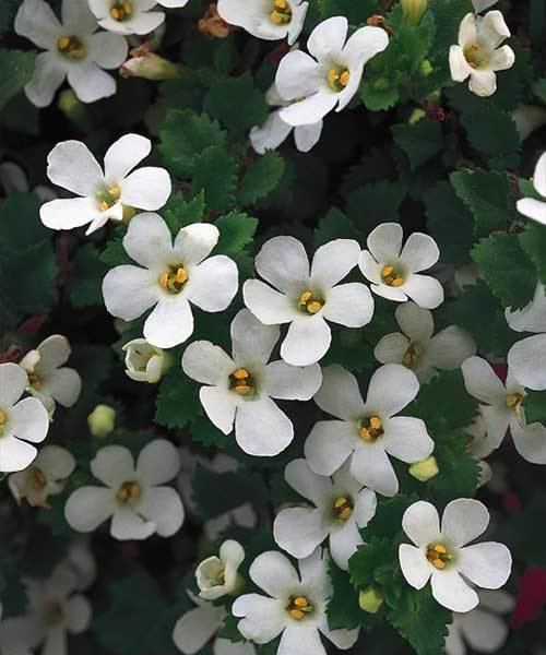 Bacopa Bacopa Monnieri Is this the Best Natural Nootropic