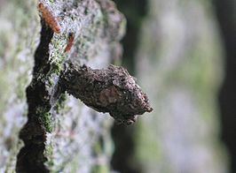 Bacotia claustrella httpsuploadwikimediaorgwikipediacommonsthu