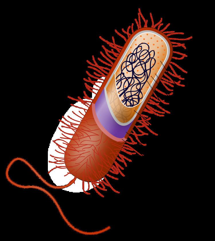 Bacteria Bacterial capsule Wikipedia