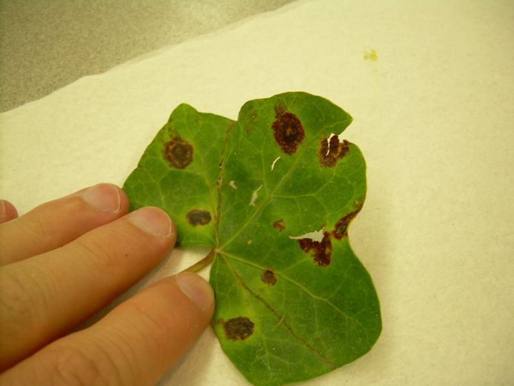 Bacterial blight of cotton