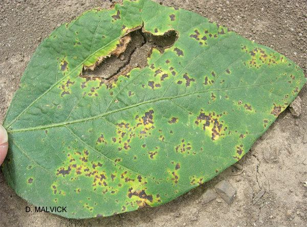 Bacterial blight of soybean