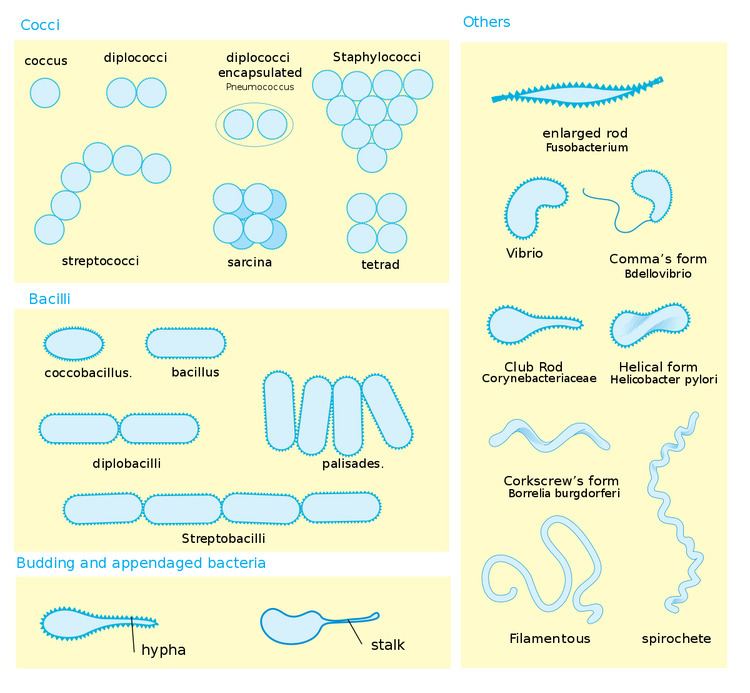 Bacterial cellular morphologies