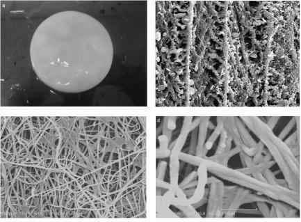 Bacterial cellulose Biocompatible Bacterial Cellulose Composites for Biomedical