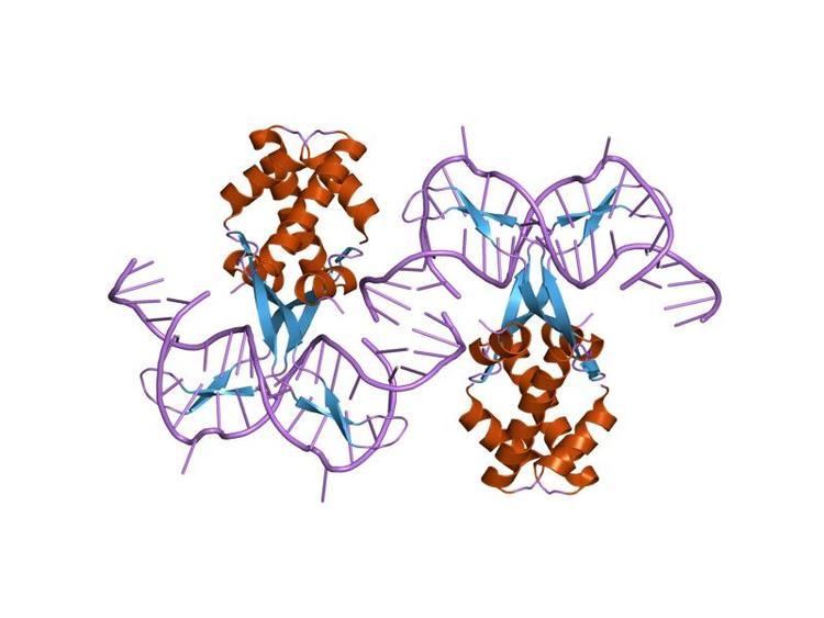 Bacterial DNA binding protein