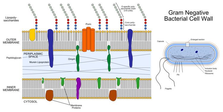 Bacterial outer membrane