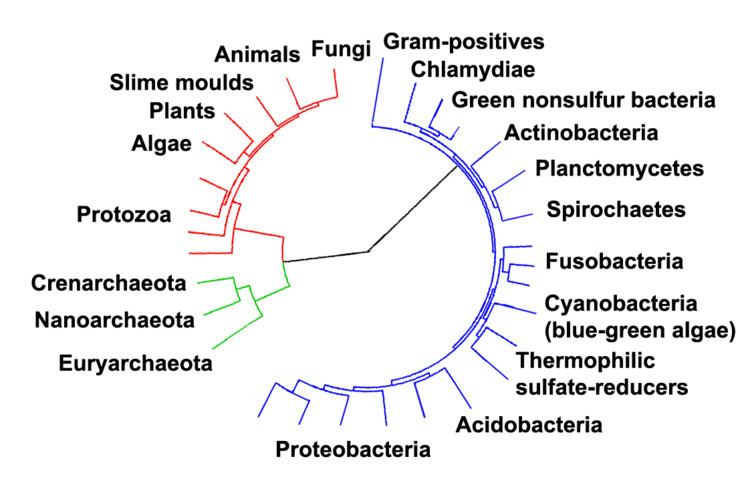 Bacterial phyla