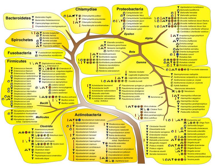 Bacterial taxonomy Bacterial Taxonomy 1 Classification Based on Morphology and the