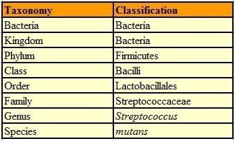 Bacterial taxonomy Bacterial Taxonomy 1 Classification Based on Morphology and the