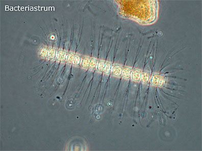 Bacteriastrum Bacteriastrum Diatom