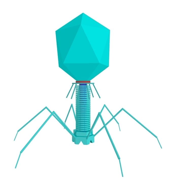 Bacteriophage T4 Bacteriophage in Detail