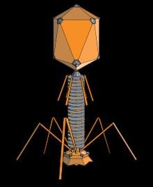 Bacteriophage httpsuploadwikimediaorgwikipediacommonsthu