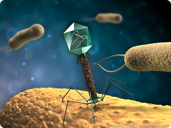 Bacteriophage Bacteriophage therapy an alternative to antibiotics An interview