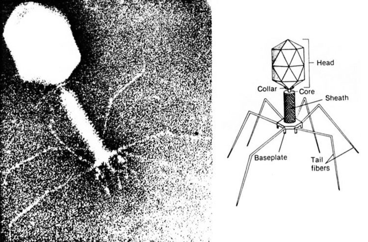 Bacteriophage Bacteriophage