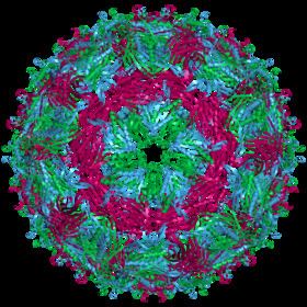 Bacteriophage MS2 httpsuploadwikimediaorgwikipediacommonsthu