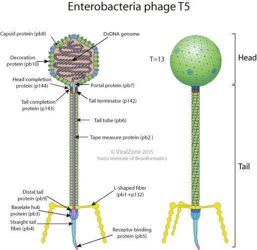 Bacteriophage T5 educationexpasyorgimagesT5likevirusvirionjpg