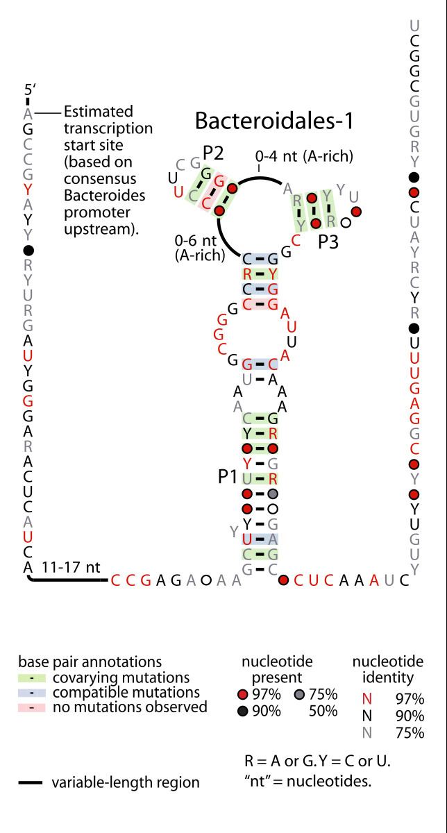 Bacteroidales-1 RNA motif
