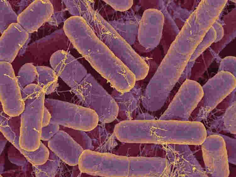 Bacteroides a Fractured Reality Bacteroides fragilis Deep inside your