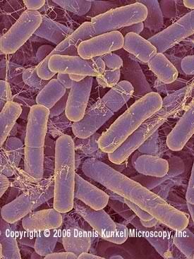 Bacteroides Family Bacteroidespptx on emaze