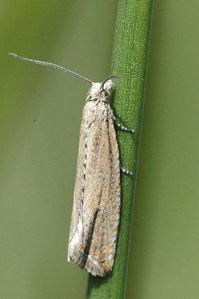 Bactra (genus) httpsuploadwikimediaorgwikipediacommonsthu