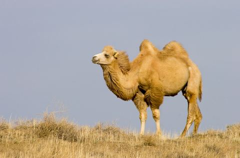Bactrian camel The Wild Bactrian Camel Camelus ferus DesertUSA